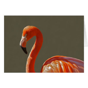 Bel oiseau rouge-rose de flamant