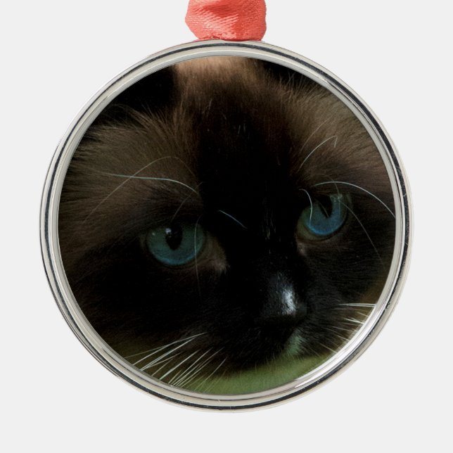 Bel ornement de chat de Ragdoll (Devant)