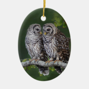 Bel ornement de Noël de hibou barré pour le Birder