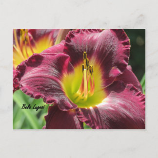 Bela Lugosi - Daylily Postcard