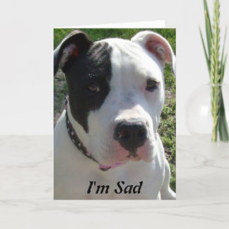 Belated Birthday Card with Pittbull Dog