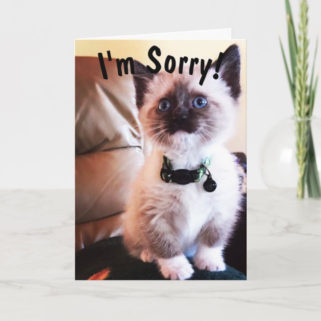Belated Birthday I'm Sorry Cute Siamese Kitten Card (Front)