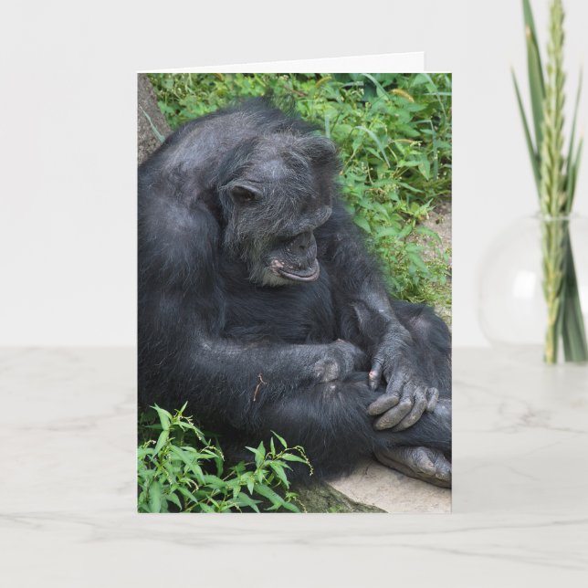 Belated Birthday Pouting Chimpanzee Card (Front)