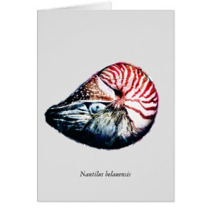 Belauensis de Nautilus
