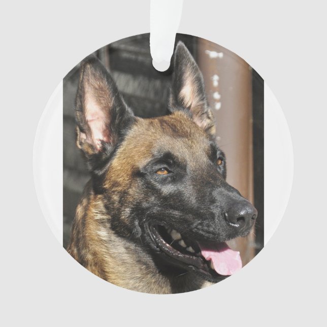 Belge malinois.png (devant)
