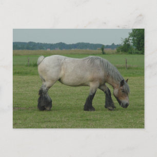 Belgian Draught   Horse-colour grey grazing Postcard