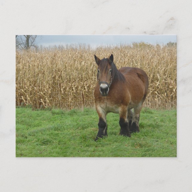 Belgian Draught Horse-in front of a corn field Postcard (Front)