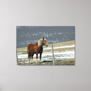 Belgian Draught Horse In Paddock Canvas Art