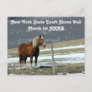 Belgian Draught Horse In Paddock Postcard