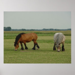 Belgian Draught   Horse-one grey, one brown Poster