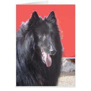 Belgian  Groenendael