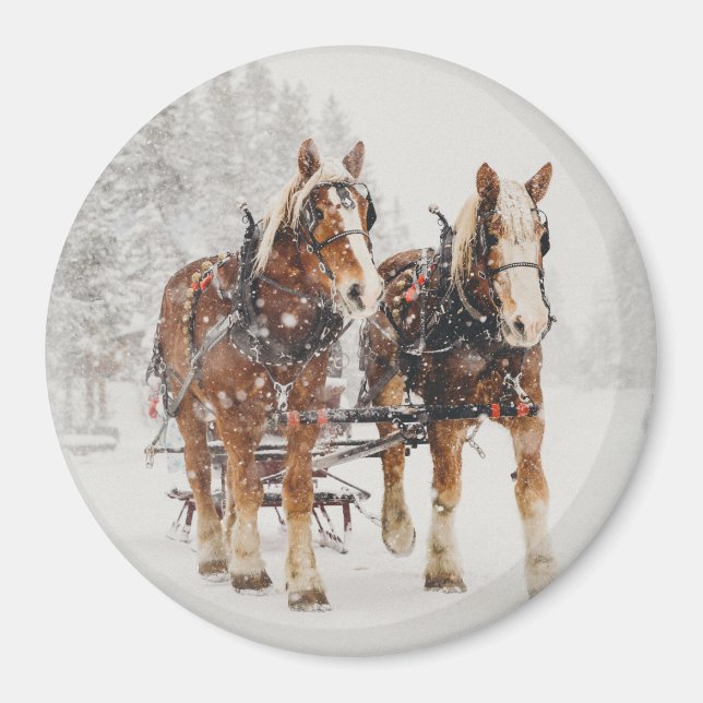 Belgian Horse Team Wintery Christmas Scene Magnet (Front)