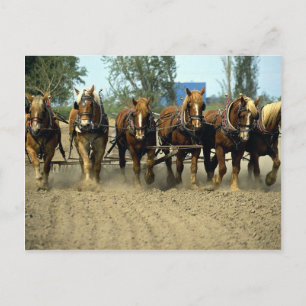 Belgian horses plowing, six-up, Red Top Farm, Cali Postcard