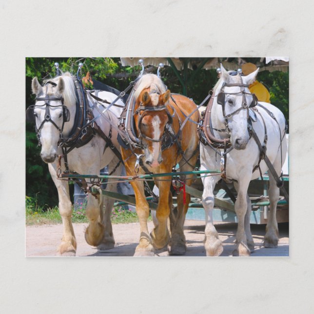 Belgian Horses Postcard (Front)