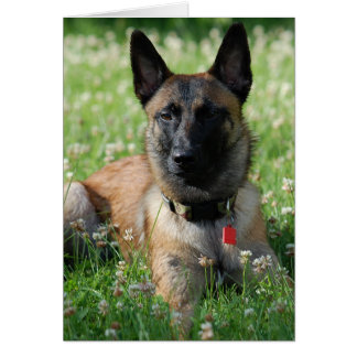 Belgian Malinois