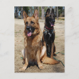 Belgian Malinois and German Shepherd Postcard