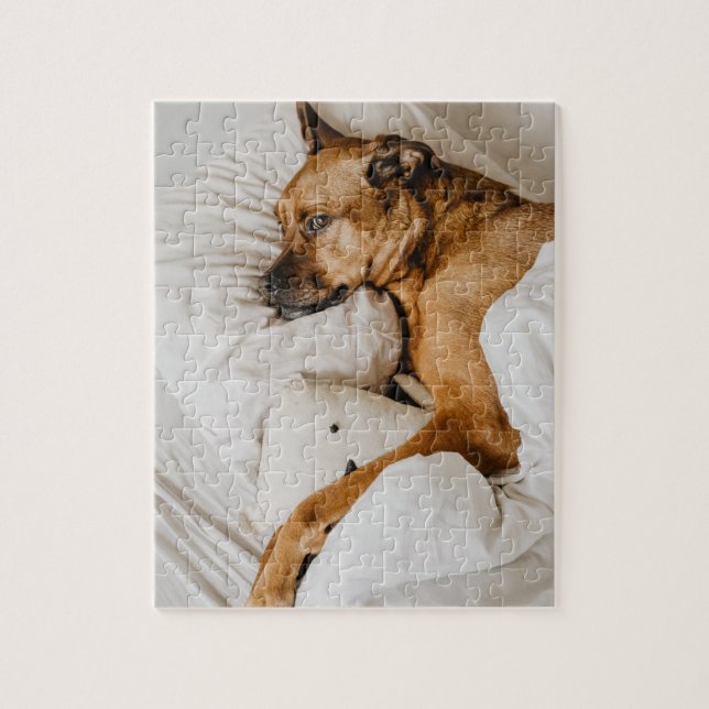 Belgian Malinois Boxer | Adorable Lazy Dog Photo Jigsaw Puzzle (Vertical)
