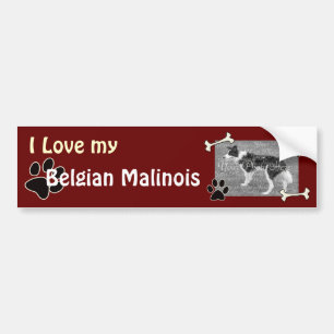 Belgian Malinois Bumper Sticker
