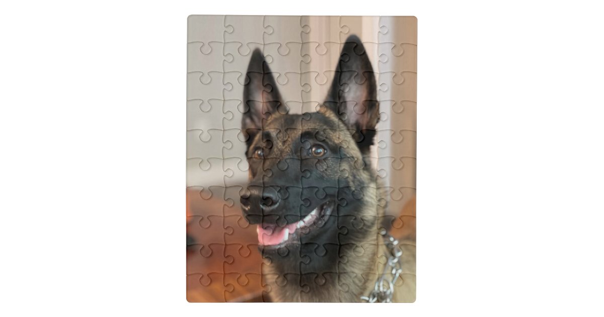 Belgian Malinois Dog Jigsaw Puzzle Zazzle