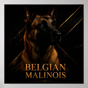 Belgian Malinois Elite Working Collection Poster