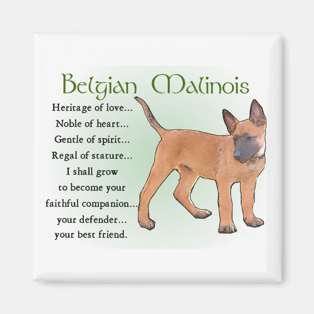 Belgian Malinois Gifts Magnet (Front)