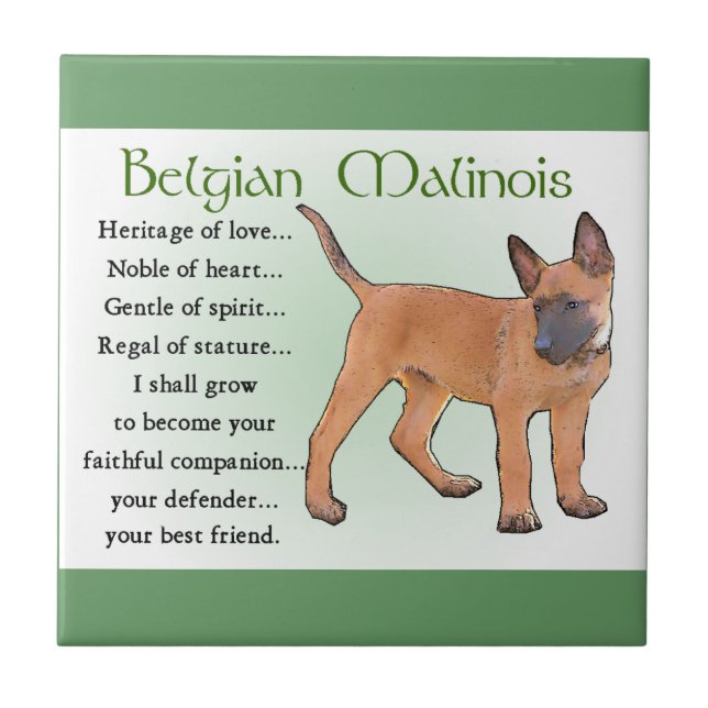 Belgian Malinois Heritage of Love Tile (Front)