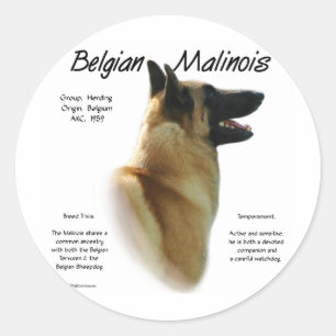Belgian Malinois History; All about Malinois Classic Round Sticker
