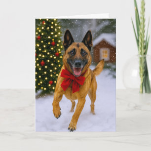 Belgian  Malinois Holiday Card