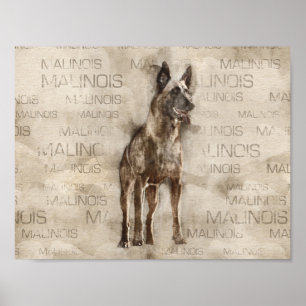 Belgian Malinois - Mechelaar  - Maligator Poster