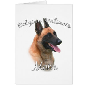 Belgian Malinois Mom 2