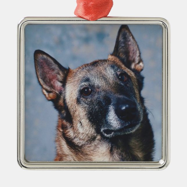 Belgian Malinois Ornament (Front)