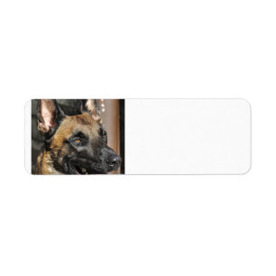 belgian malinois.png