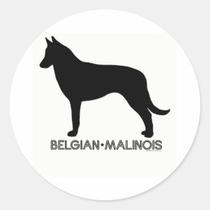 Belgian Malinois Sticker