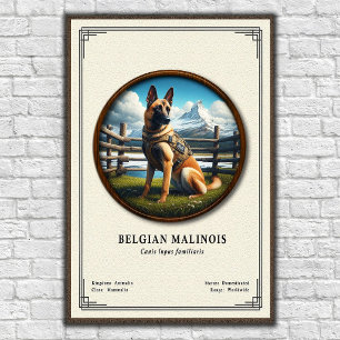 Belgian Malinois Zoology Series Poster