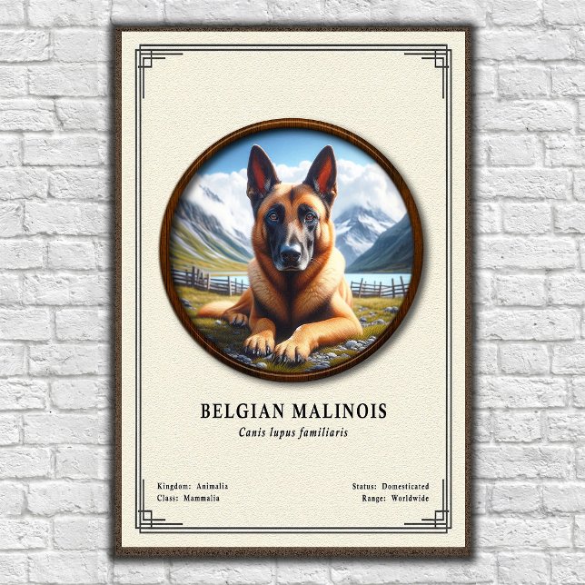 Belgian Malinois Zoology Series Poster (Creator Uploaded)