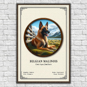 Belgian Malinois Zoology Series Poster