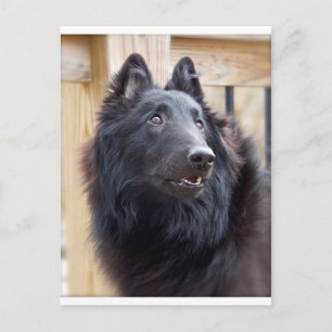 Belgian Sheepdog Postcard