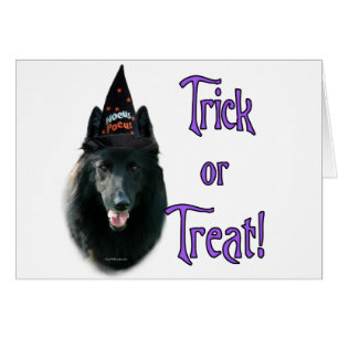Belgian Sheepdog Trick