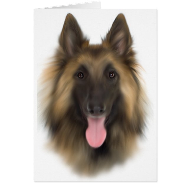 Belgian Sheperd Tervueren (Front)