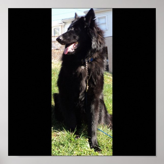 Belgian Shepherd aka "The Black Wolf" Poster (Front)