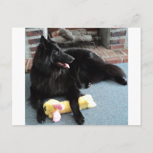Belgian Shepherd by the Fireplace Postcard (Front)
