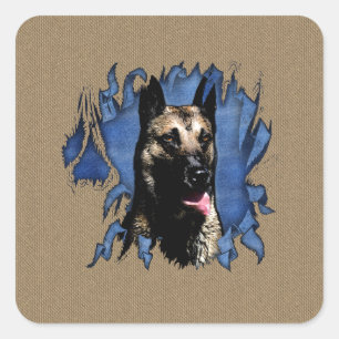 Belgian shepherd - Malinois Square Sticker