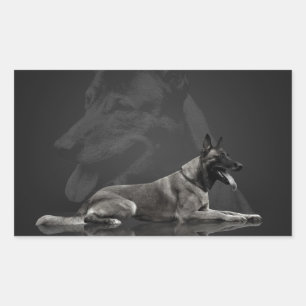 Belgian shepherd - Malinois Sticker