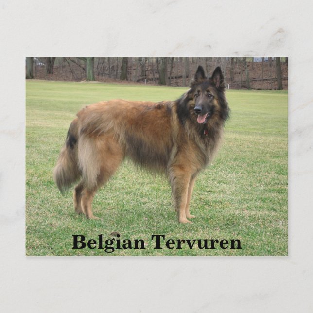 Belgian Shepherd Postcard (Front)