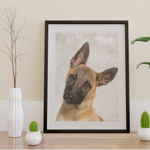 Belgian Shepherd Poster