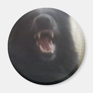 Belgian Shepherd's Teeth aka "The Black Wolf" Magnet