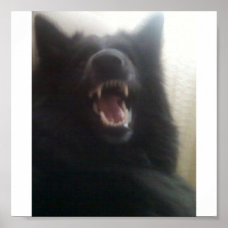 Belgian Shepherd's Teeth aka "The Black Wolf" Poster