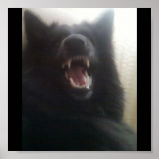 Belgian Shepherd's Teeth aka "The Black Wolf" Poster