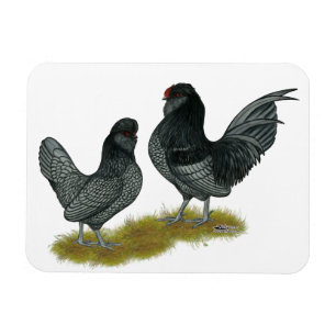 Belgian Watermaal Bantams Magnet