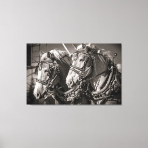 Belgium draught horses canvas print